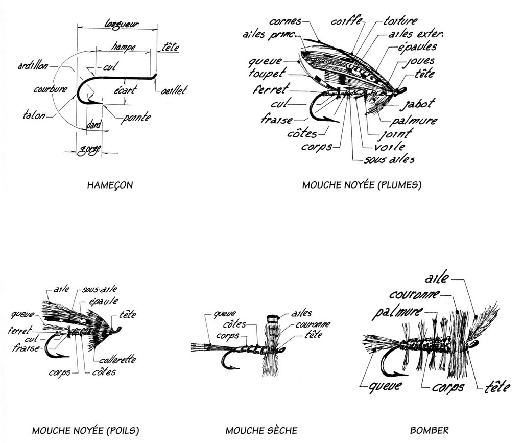 Nomenclature et Terminologie