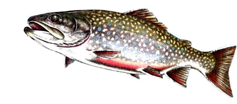 Mouches Streamer Tandem Pour Saumon Et Truite – Lot De 18, Montées Main, Stan Wood