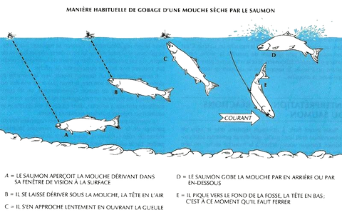 FERRAGE DU SAUMON AVEC UNE MOUCHE SÈCHE