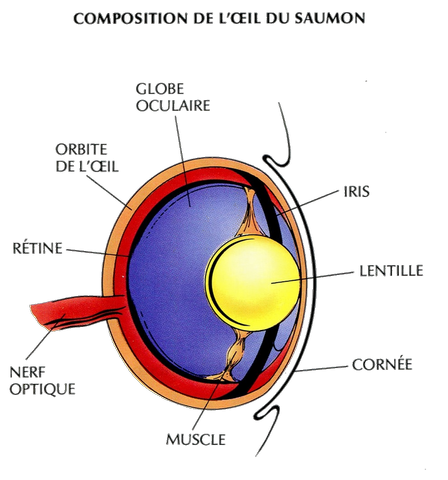 L'OEIL DE SALAR