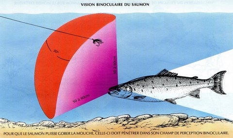 VISION BINOCULAIRE