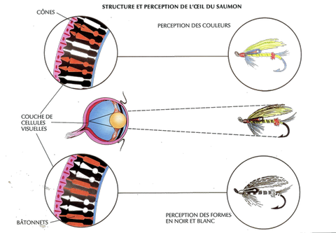tructure et perception de l'oeil du saumon