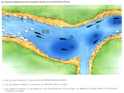 LA TENUE DU SAUMON