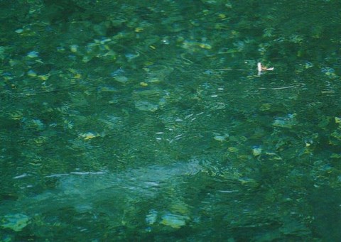 POURQUOI SALAR ATTAQUE-T-IL UNE MOUCHE ?