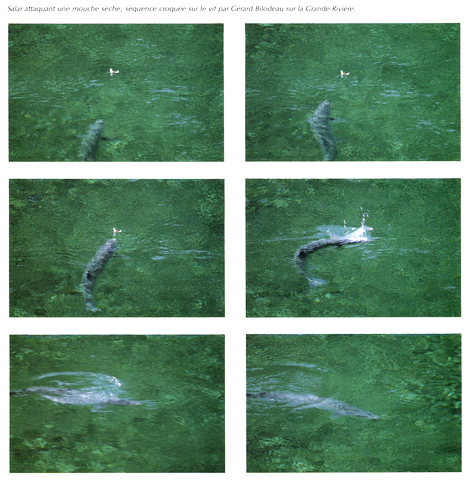 FACTEURS DE STIMULATION