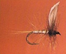 BEAVERKILL (MALE)