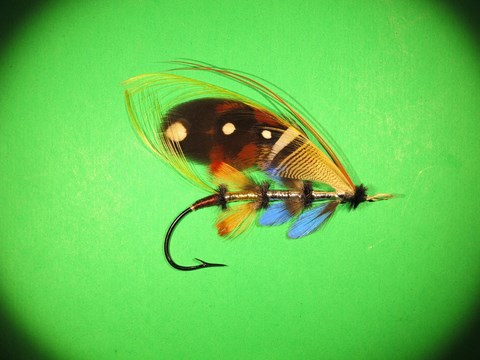 Black Argus Maculata