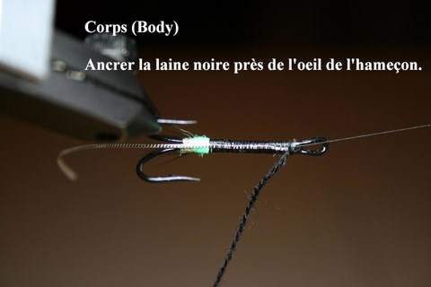 Black Bear Green Butt