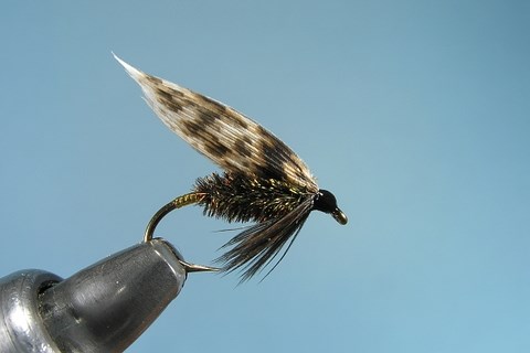 Brown Hen