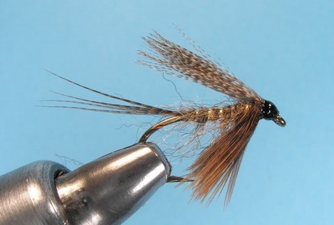 Brown Mallard