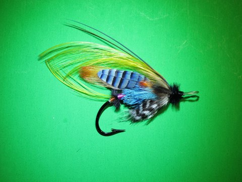 Chatterer Continga Amabilis