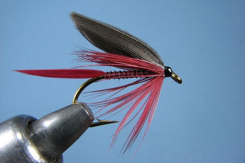 Claret Quill Male