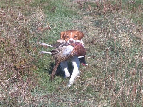 Cloé rapport de faisan