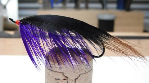 Crustacean Purple General Practitioner