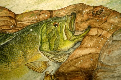 Dessins de poissons; Jacques Juneau