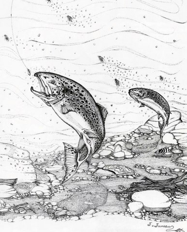 Dessins de poissons; Jacques Juneau