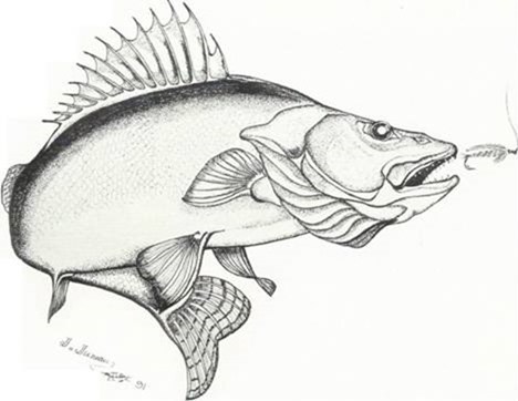 Dessins de poissons; Jacques Juneau