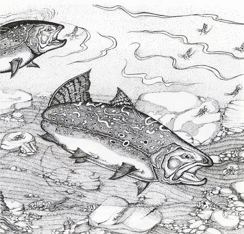 Dessins de poissons; Jacques Juneau