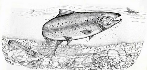 Dessins de poissons; Jacques Juneau