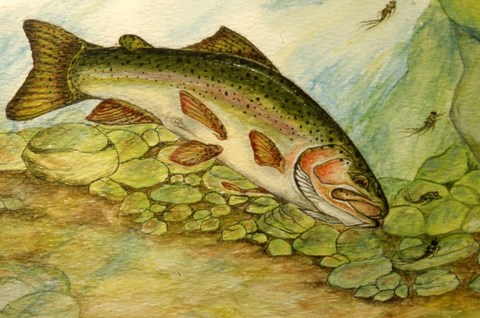 Dessins de poissons; Jacques Juneau