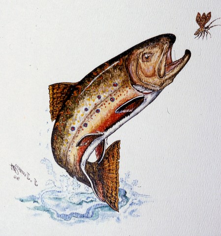 Dessins de poissons; Jacques Juneau
