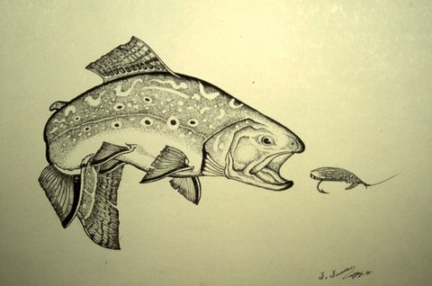 Dessins de poissons; Jacques Juneau