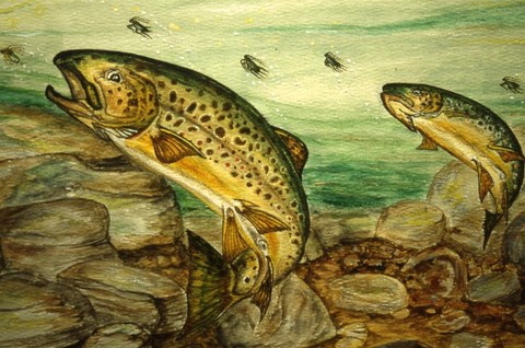 Dessins de poissons; Jacques Juneau