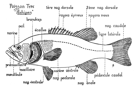 le poisson d'eau douce