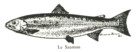 Le Saumon