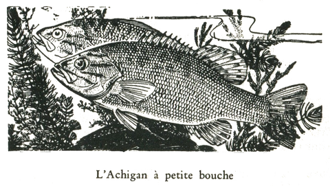 l'Achigan a petite bouche