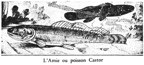 Poisson Castor
