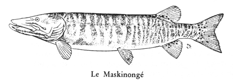 le Maskinongé