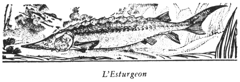 l'Esturgeon