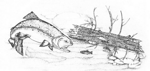 Dessins de poissons; Jacques Juneau