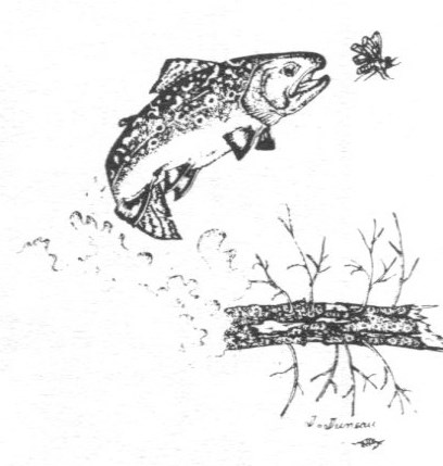 Dessins de poissons; Jacques Juneau