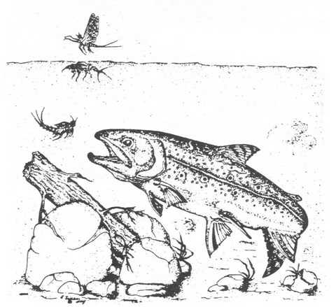 Dessins de poissons; Jacques Juneau