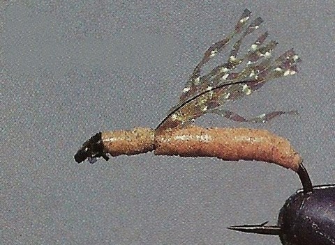 La Crevette