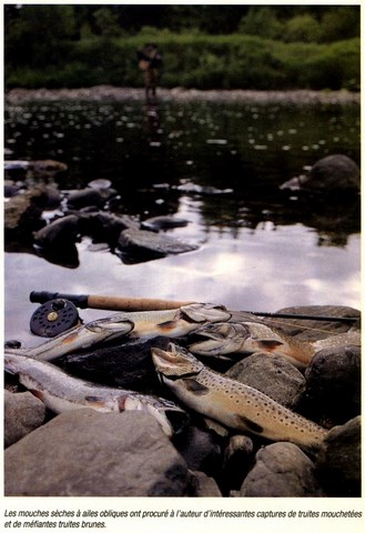 Les Sèches à Ailes Obliques