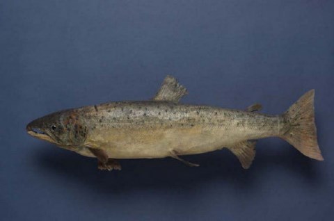 saumon du lac Ontario