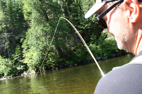 Des cannes Sylvestre sur la Patapédia