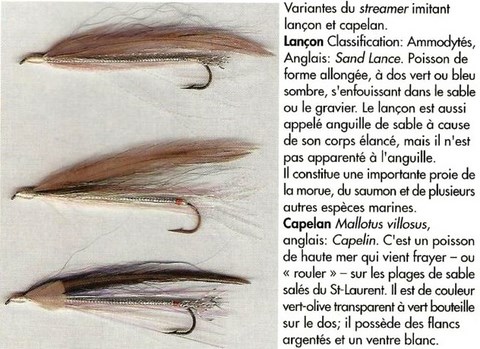 La Truite de Mer à la Mouche en Rivière