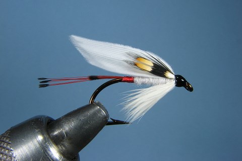 White Jungle Cock