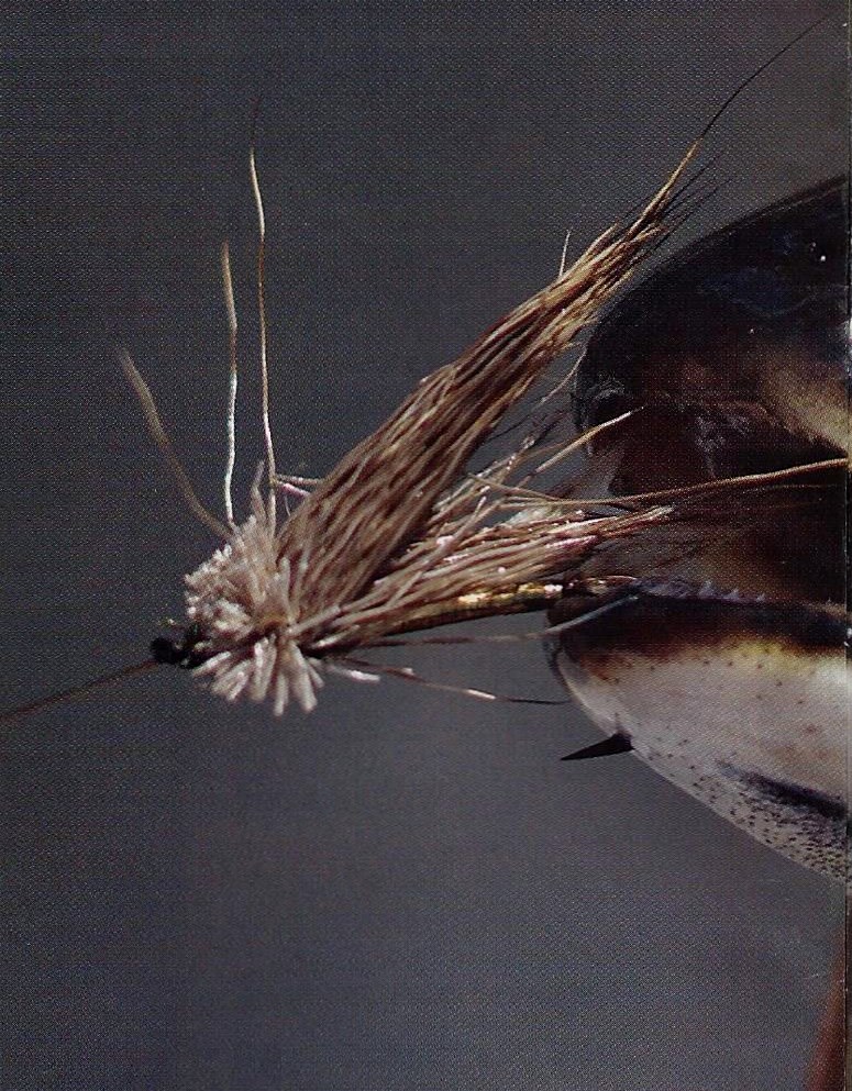Mouches Sèches - Caddis Utilisables - Taille D'Hameçon : 12