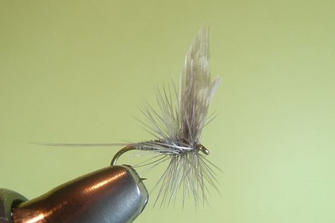 Autumn Dun (Halford's)