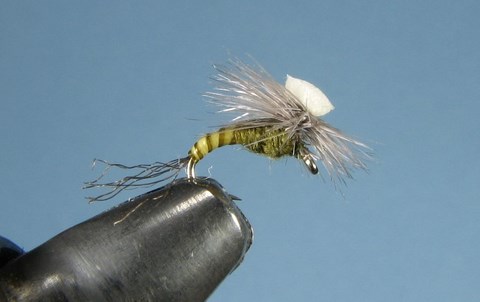 Brook's Sprout Emerger, Baetis