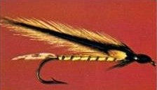 GOLDEN DARTER