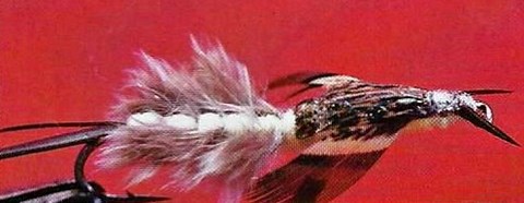 LA Y.G. HEXAGENIA UMBATA