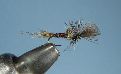 Last Chance Cripple Baetis