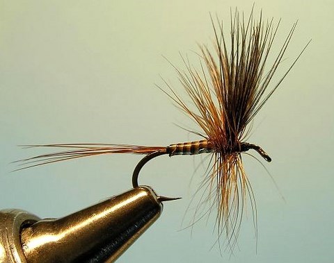Mallard Quill