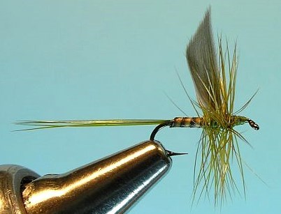 Olive Quill